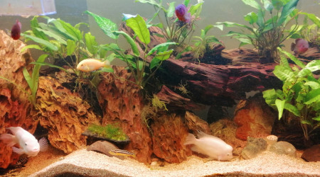 aquarium 300 litres