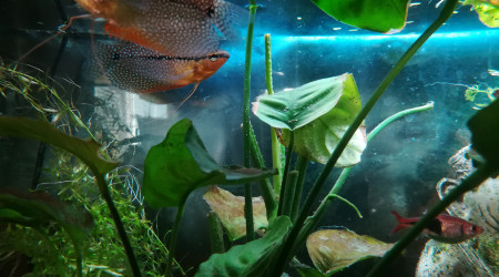 Population du bac principal