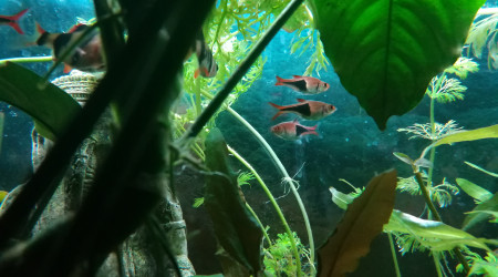 Population du bac principal