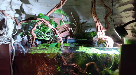 aquarium 80L - Biotope Rio Carahuayte