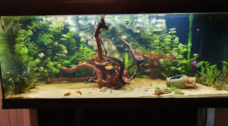 aquarium 220l