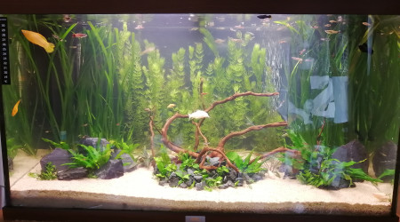 aquarium Juwel rio 180l