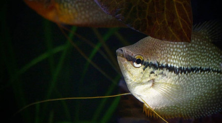 Gouramis Perlés
