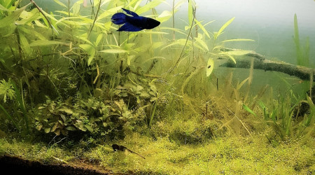 aquarium 60l spe full blue rili