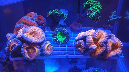 aquarium Lobophyllia garden