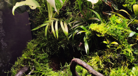 Photos de The Jungle