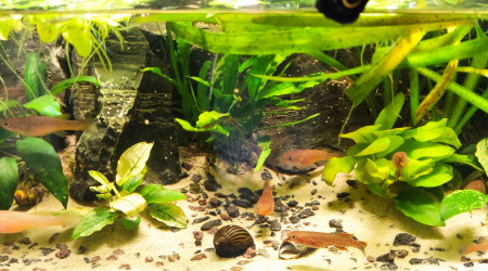 Photos de The Jungle