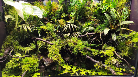 Photos de The Jungle