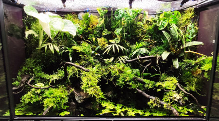 Photos de The Jungle