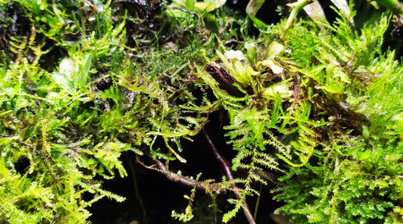 Photos de The Jungle