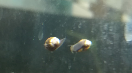 Escargot sans papier