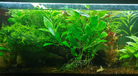 aquarium 120L