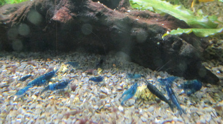 aquarium ARRET 60L blue dream