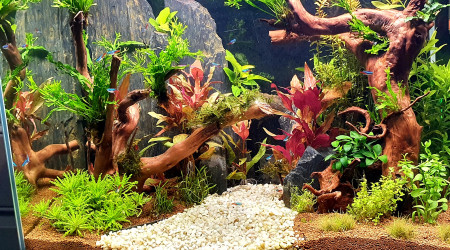 Petite évolution des plantes