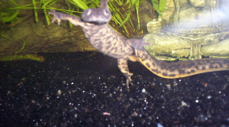 Beautés de la nature : Le pleurodèle de Waltl