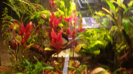 aquarium Green n Roses