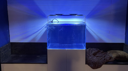 aquarium Aquarium récifal pièce bleue