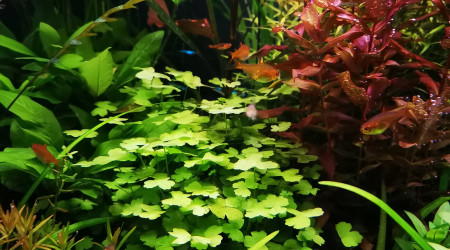 Avant une nouvelle taille...