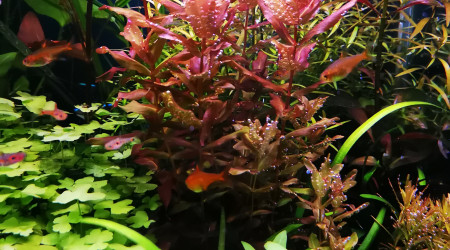 Avant une nouvelle taille...