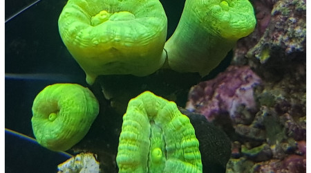 Dédoublement de Caulastrea