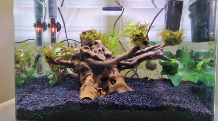 aquarium Projet combatant V2