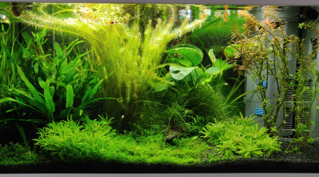 aquarium Jungle Ciano 60cm