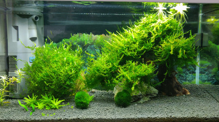 aquarium Banzai Ciano 60cm