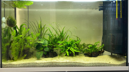 aquarium 113L