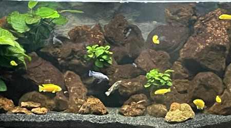 Ça pousse et ça colore ?