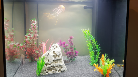 aquarium Basique