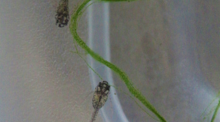 Maintenance WTF... encore des corys