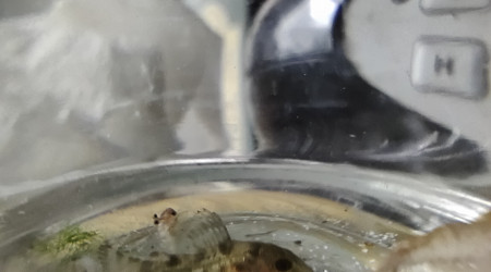 Maintenance WTF... encore des corys