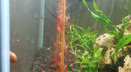 aquarium Red cherry