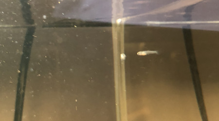 Premier alevins (5 en tout)