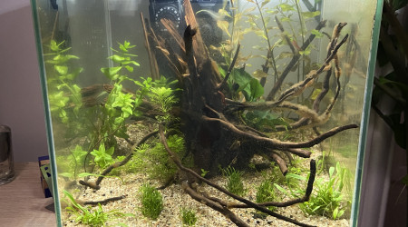 aquarium Cherry roots