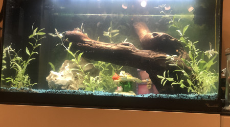 aquarium 60l