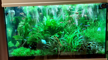 aquarium Communautaire 160L