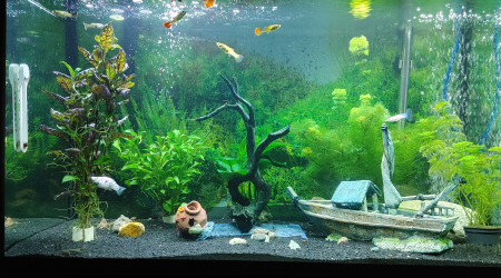 aquarium Aquarium