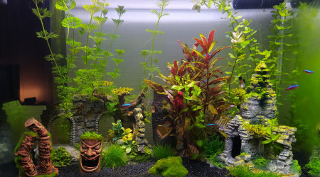 aquarium Aquarium 80L