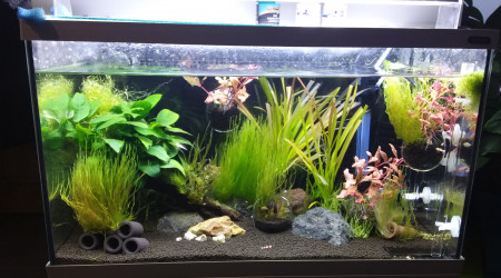 aquarium 60l Crs