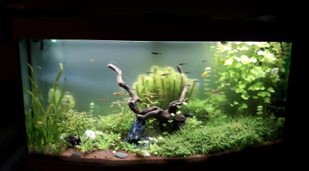 aquarium Juwel  vision 260