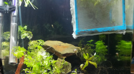 Boutures de cabomba et de je ne sais pas quoi