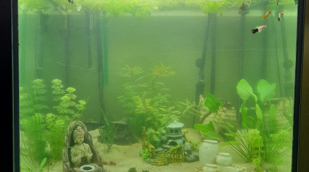 Nouvel aquarium
