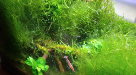 aquarium Nano crevette