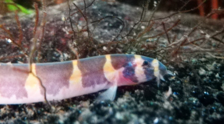 Un kuhli pas trop flou.