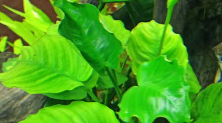 Floraison des Anubias Caladifolia