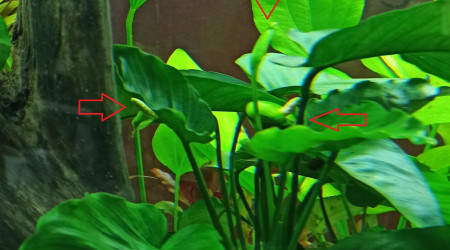 Floraison des Anubias Caladifolia