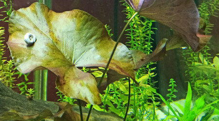 Redémarrage du Lotus Zenkeri