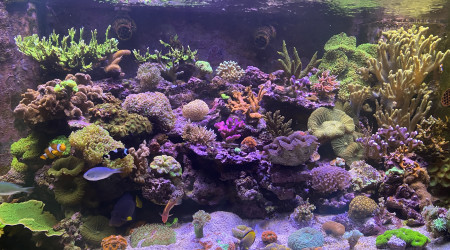 aquarium 840 L