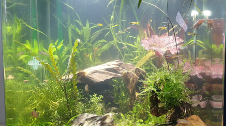 aquarium Bonsai